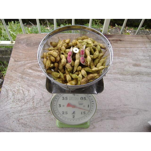 丹波黒枝豆さや1.5キロ 本州送料無料 北海道沖縄県へは+1000円でお送りいたします。 :z62nfsrwtj:はやかわ農園直売所 - 通販 - Yahoo!ショッピング 丹波黒枝豆さや1.5キロ 本州送料無料 北海道沖縄県へは+1000円でお送りいたします。 :z62nfsrwtj:はやかわ農園直売所 - 通販 - Yahoo!ショッピング