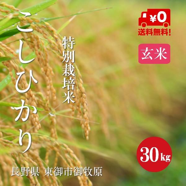 令和７年産 特別栽培米 こしひかり 御牧原産 １等米 玄米 ３０kg