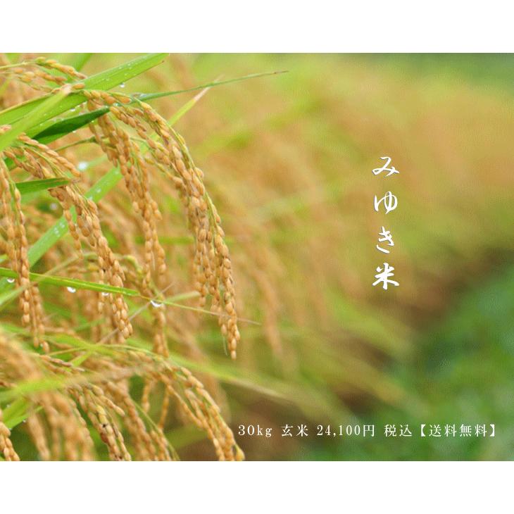 コシヒカリ 令和6年産 長野県産 こしひかり 幻の米 みゆき米 1 コシヒカリ 令和6年産 長野県産 こしひかり 幻の米 みゆき米 1