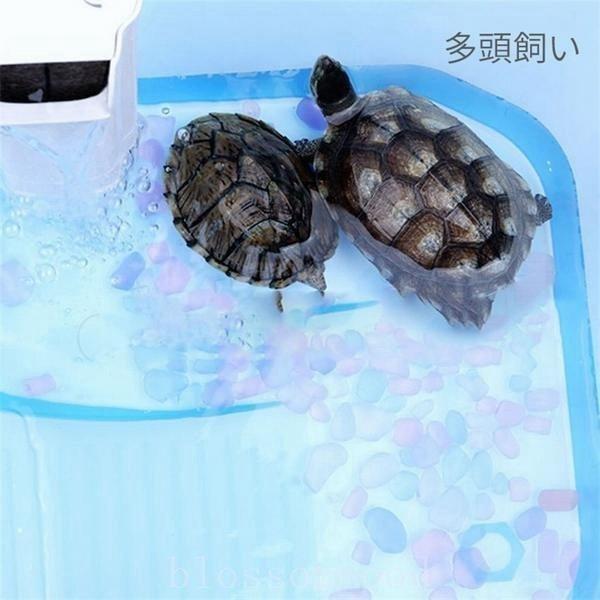 亀の水槽 両生類 カメの楽園 飼育ケース ボックス タートルタンク