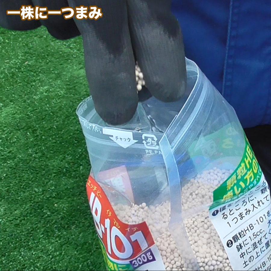 【メーカー公式】フローラ(Flora) 植物活力剤 HB-101 緩効性 顆粒 300g 花 野菜 観葉植物 多肉植物 栄養剤 肥料 園芸 土壌改良 土栄養 100%天然植物成分 | フローラ | 03