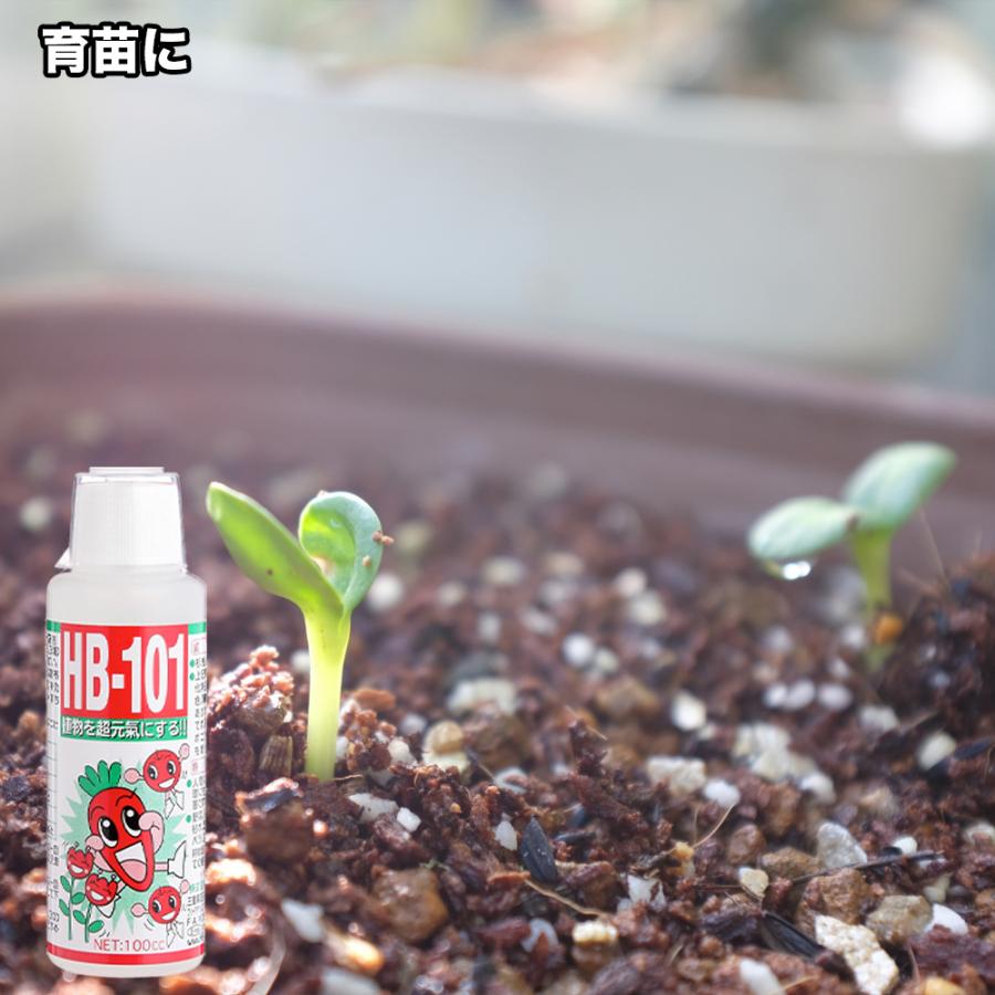 【メーカー公式】フローラ(Flora) 天然植物活力液 HB-101 5L 原液 1000倍希釈  花 野菜 観葉植物 水耕栽培 切花延命 栄養剤 肥料 100%天然植物成分 | フローラ | 06