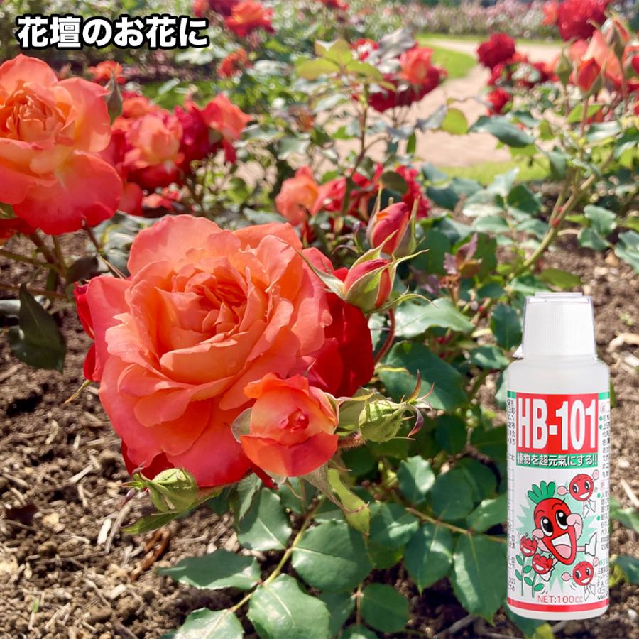 【メーカー公式】フローラ(Flora) 天然植物活力液 HB-101 10L 原液 1000倍希釈  花 野菜 観葉植物 水耕栽培 切花延命 栄養剤 肥料 100%天然植物成分 | フローラ | 02