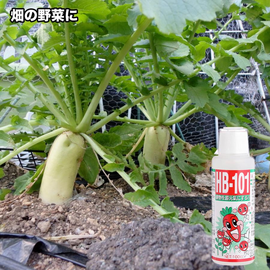【メーカー公式】フローラ(Flora) 天然植物活力液 HB-101 10L 原液 1000倍希釈  花 野菜 観葉植物 水耕栽培 切花延命 栄養剤 肥料 100%天然植物成分 | フローラ | 03