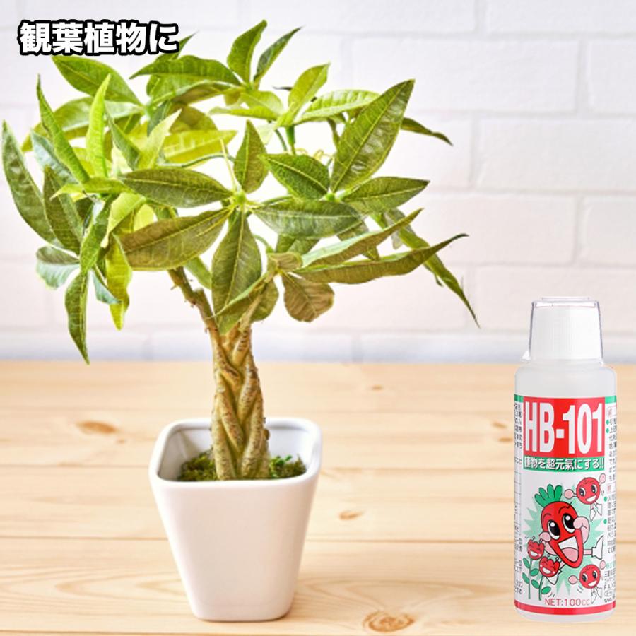 【メーカー公式】フローラ(Flora) 天然植物活力液 HB-101 10L 原液 1000倍希釈  花 野菜 観葉植物 水耕栽培 切花延命 栄養剤 肥料 100%天然植物成分 | フローラ | 04