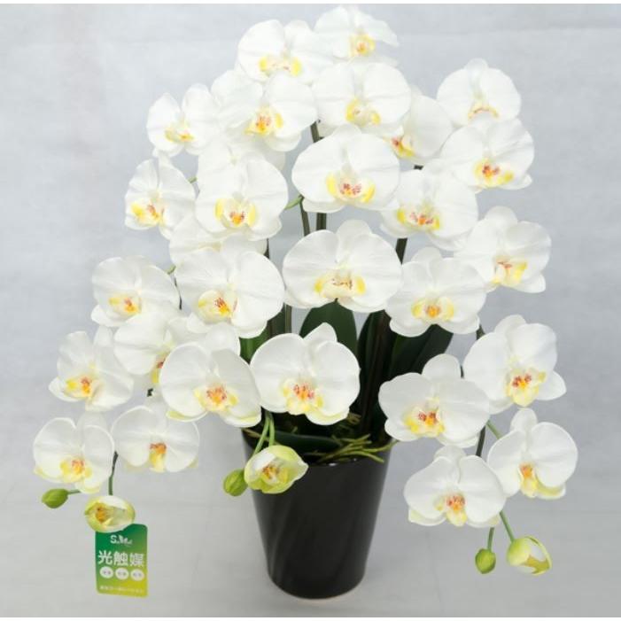 開店祝い 彩光コーポレーション 光触媒胡蝶蘭 翠 Midori 白黄 Pm3 1 信頼 Www Technet 21 Org