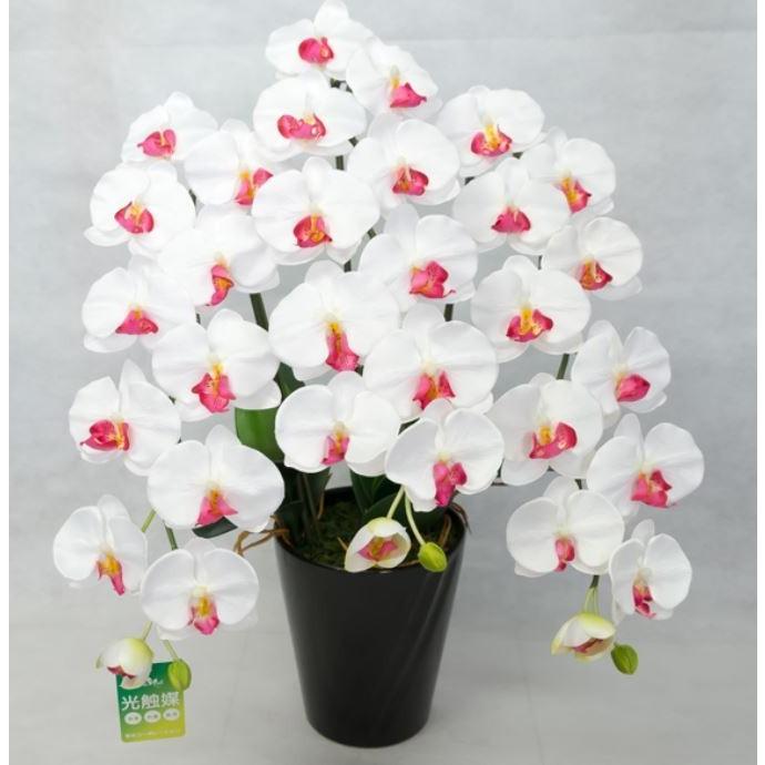 手数料安い 彩光コーポレーション 光触媒胡蝶蘭 翠 Midori 白赤 Pm3 11 驚きの安さ Www Technet 21 Org