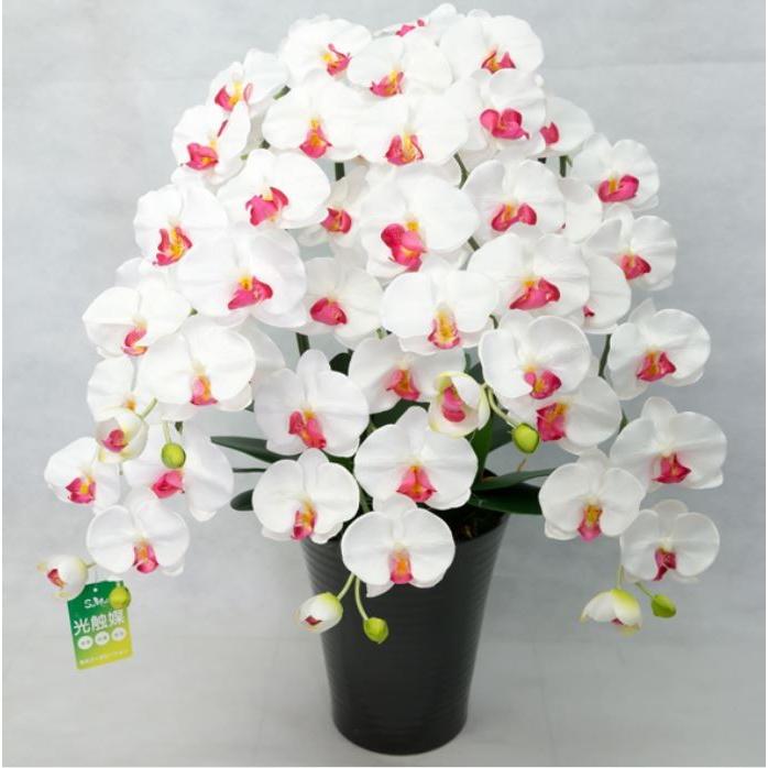 売れ筋 彩光コーポレーション 光触媒胡蝶蘭 誉 Homare 白赤 Pm5 11 高質で安価 Zoetalentsolutions Com