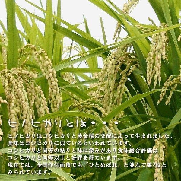 ヒノヒカリ 新米 お米 大分県産 ひのひかり 10kg (5kg×2袋) 単一 ヒノヒカリ 新米 お米 大分県産 ひのひかり 10kg (5kg×2袋) 単一