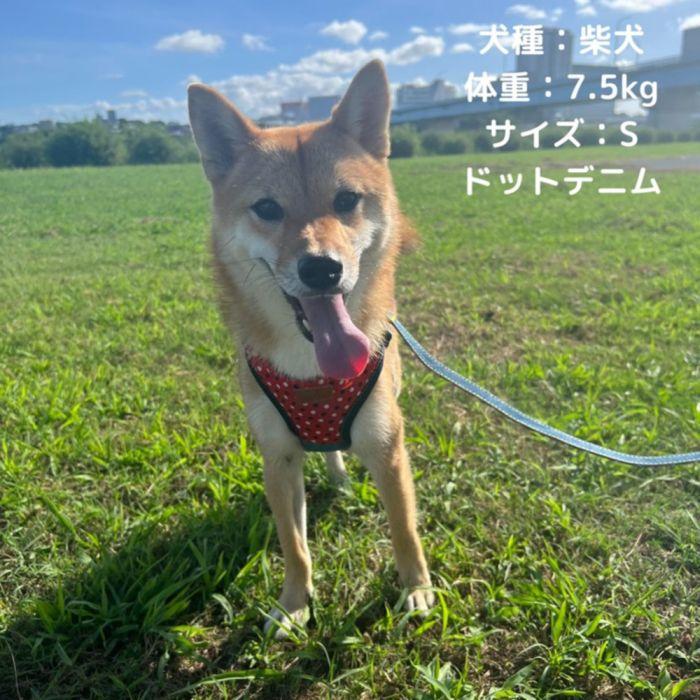 エブリデイ チェックデニムソフト 軽胴輪 S 黒 アースペット 犬用
