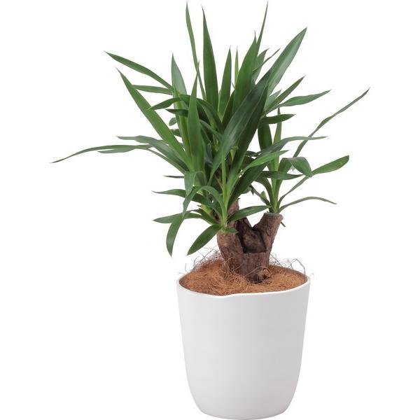 アップルウェアー apple アトリエポット23型ホワイト 23 |  | 04