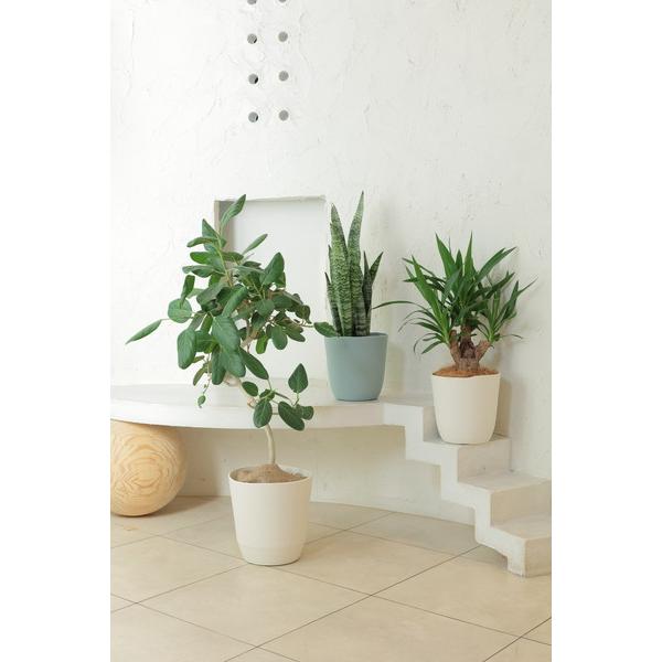 アップルウェアー apple アトリエポット23型ホワイト 23 |  | 06