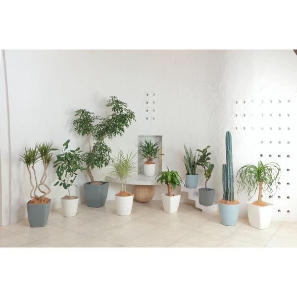 アップルウェアー apple アトリエポット30型ホワイト 30