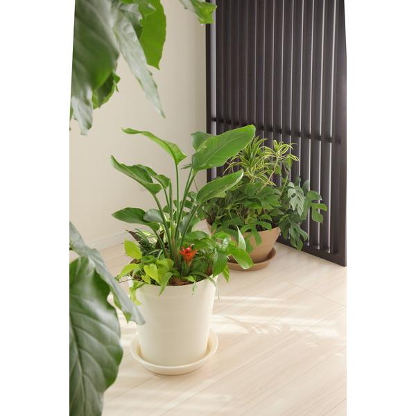 アップルウェアー apple クラフトポット18型ホワイト 18 |  | 04