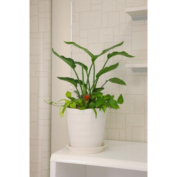 アップルウェアー apple クラフトポット24型ホワイト 24 |  | 06