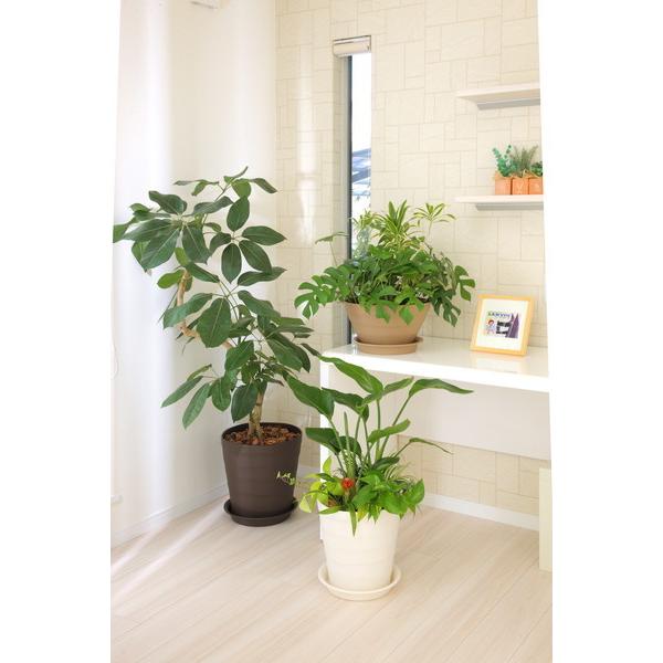 アップルウェアー apple クラフトポット30型ダークブラウン 30 |  | 05