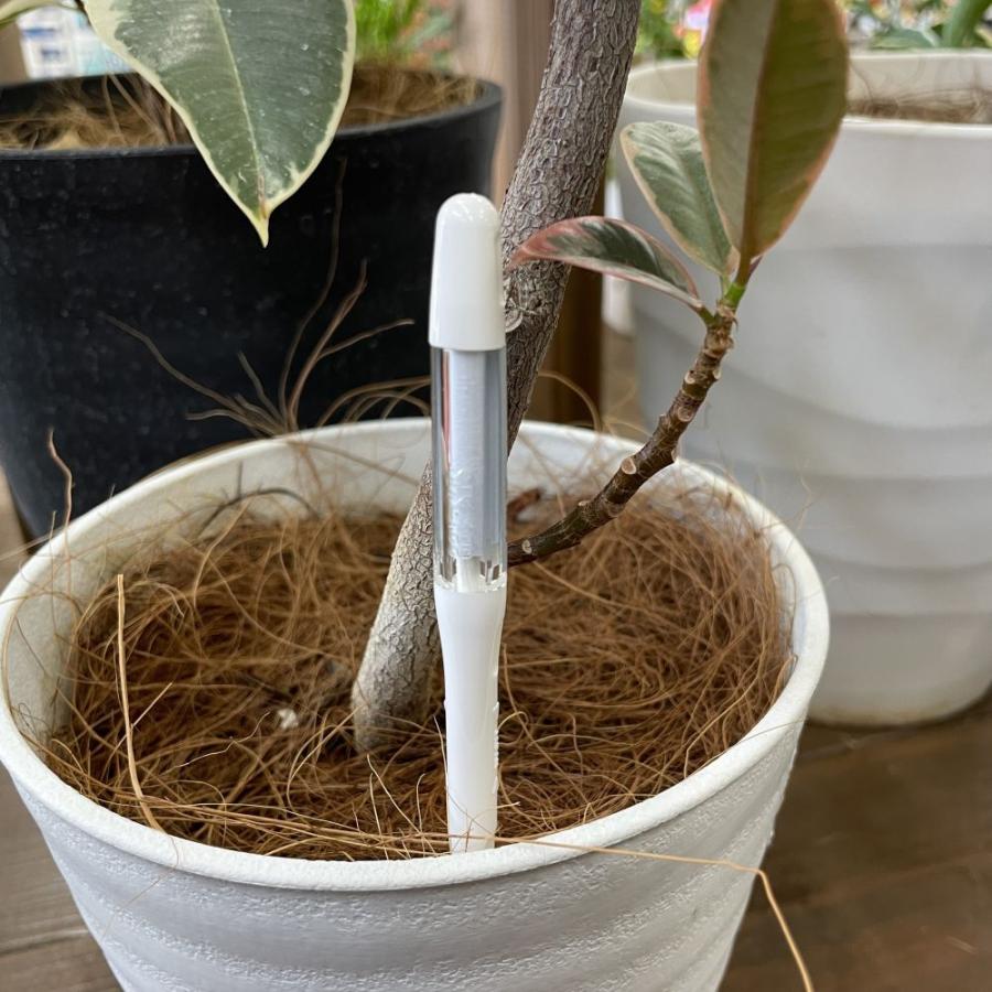 サスティー M ホワイト SUSTEE 植物 観葉植物 水やり キャビノチェ