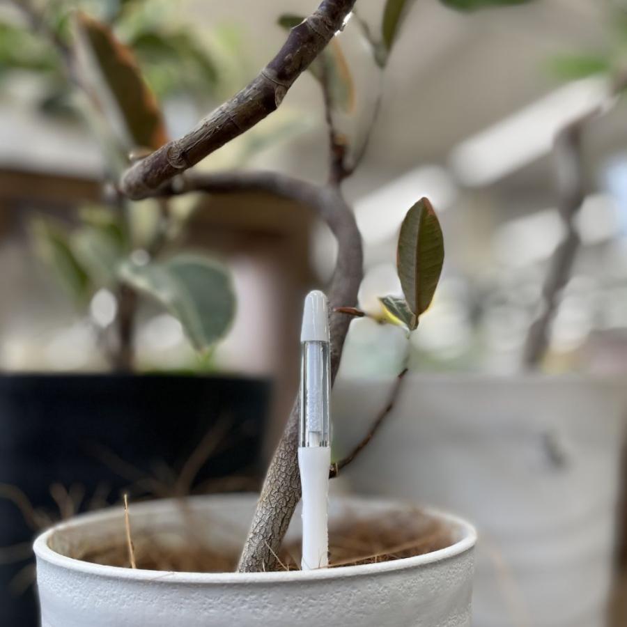 サスティー M ホワイト SUSTEE 植物 観葉植物 水やり キャビノチェ