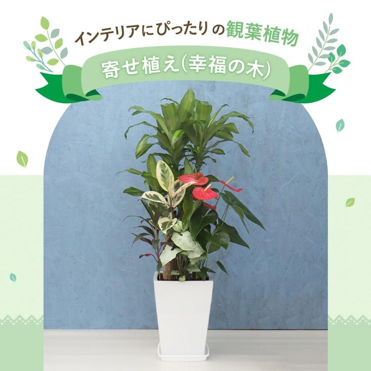 観葉植物 寄せ植え (幸福の木) 尺リン角陶器 白 メーカー直送観葉植物