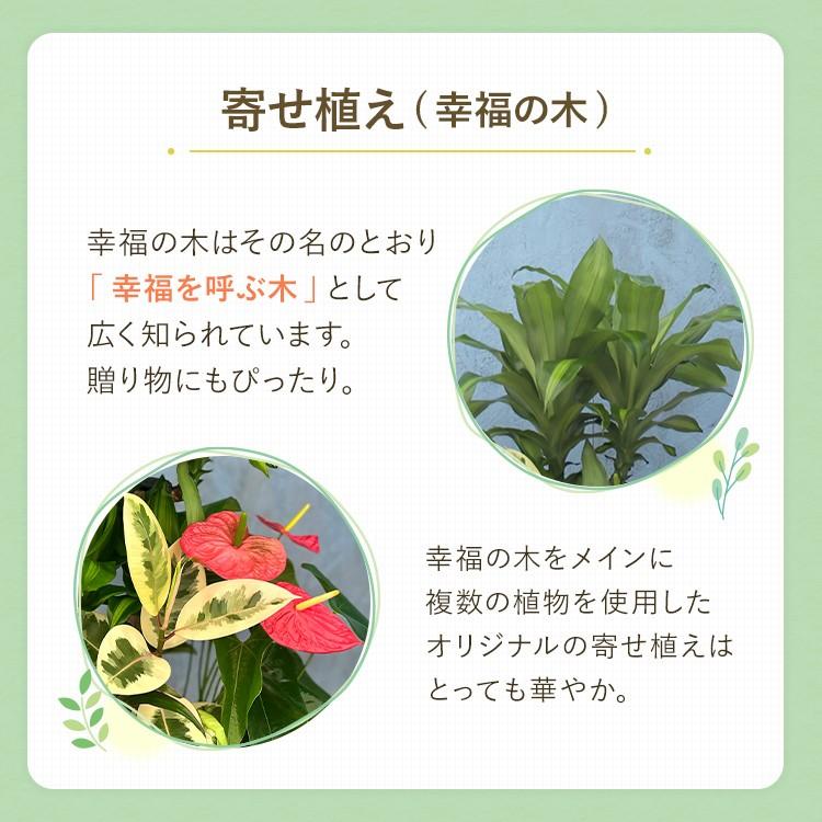 人工観葉植物 3本セット 白ポット 71qgkXTgaPL._AC_UF894,