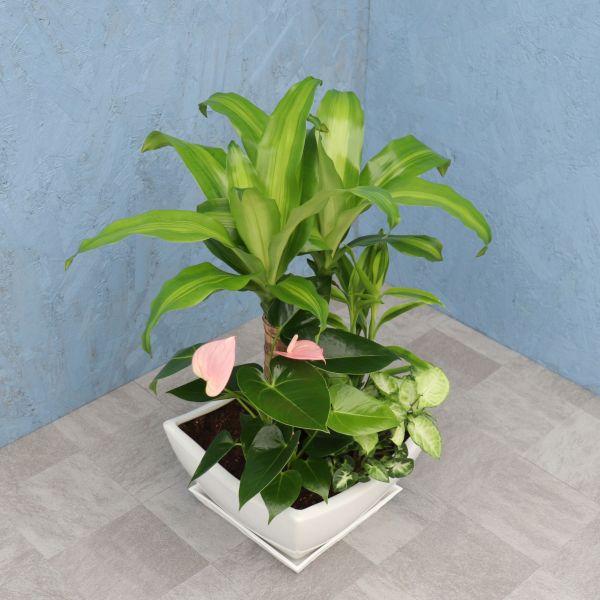 観葉植物 寄せ植え (幸福の木) 7寸角浅陶器 メーカー直送観葉植物