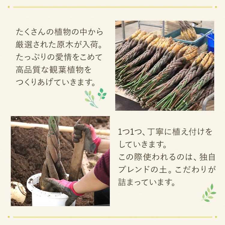 観葉植物 寄せ植え (コンシンネ) 7寸角浅陶器 メーカー直送観葉植物 yosec07-006｜hcgooday｜05