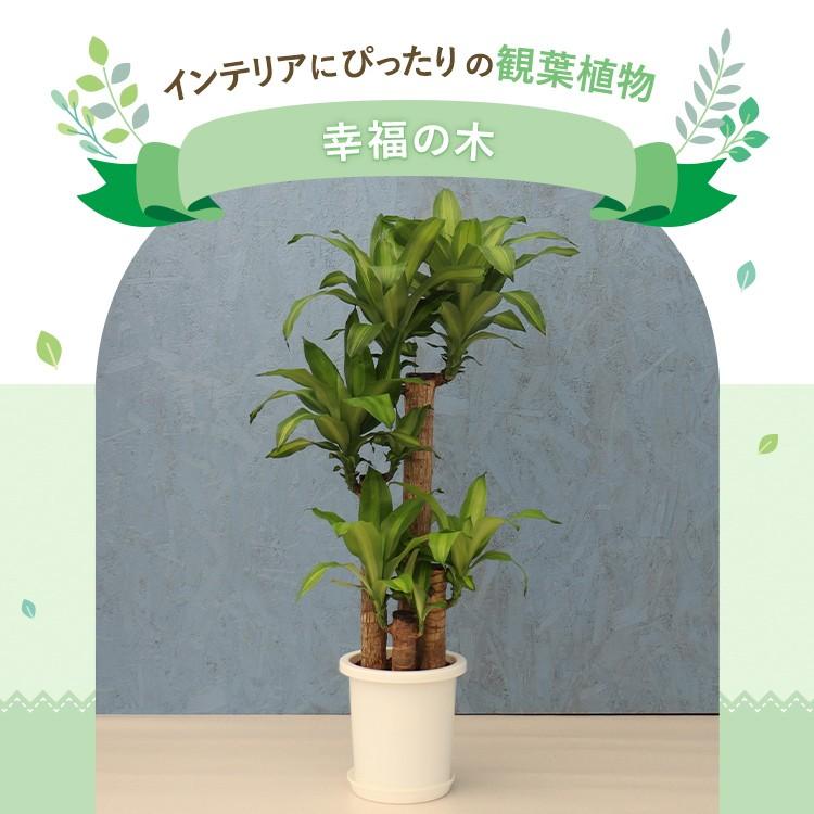 その他観葉植物 masa 観葉植物 幸福の木 8寸プラスチック メーカー直送観葉植物 mass08-007
