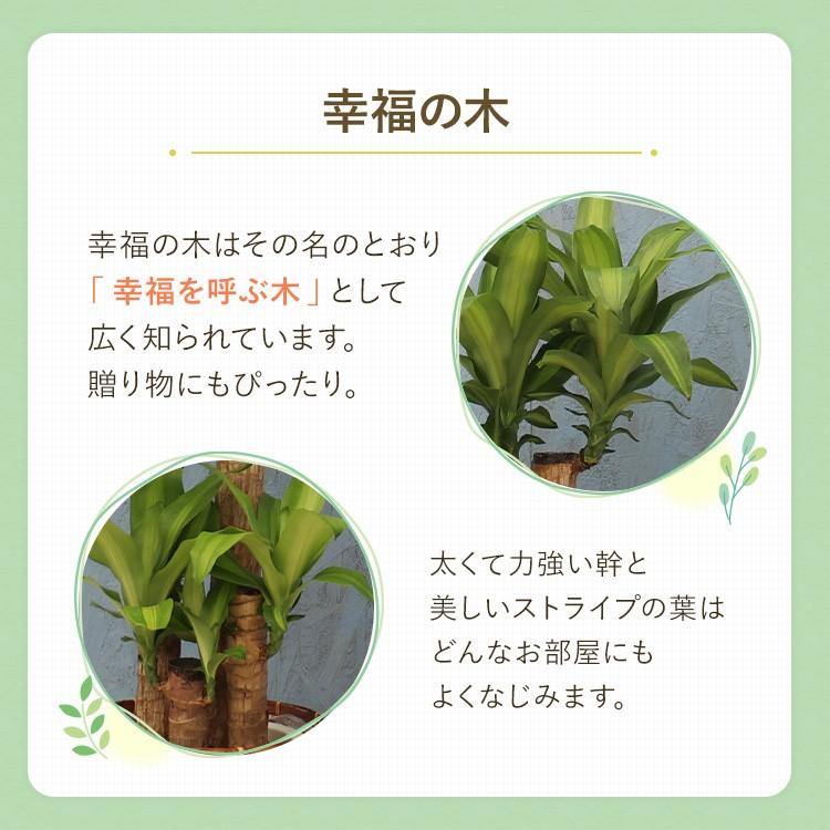 観葉植物 幸福の木 8寸プラスチック (竹カゴ) メーカー直送観葉植物 mass08-008｜hcgooday｜03