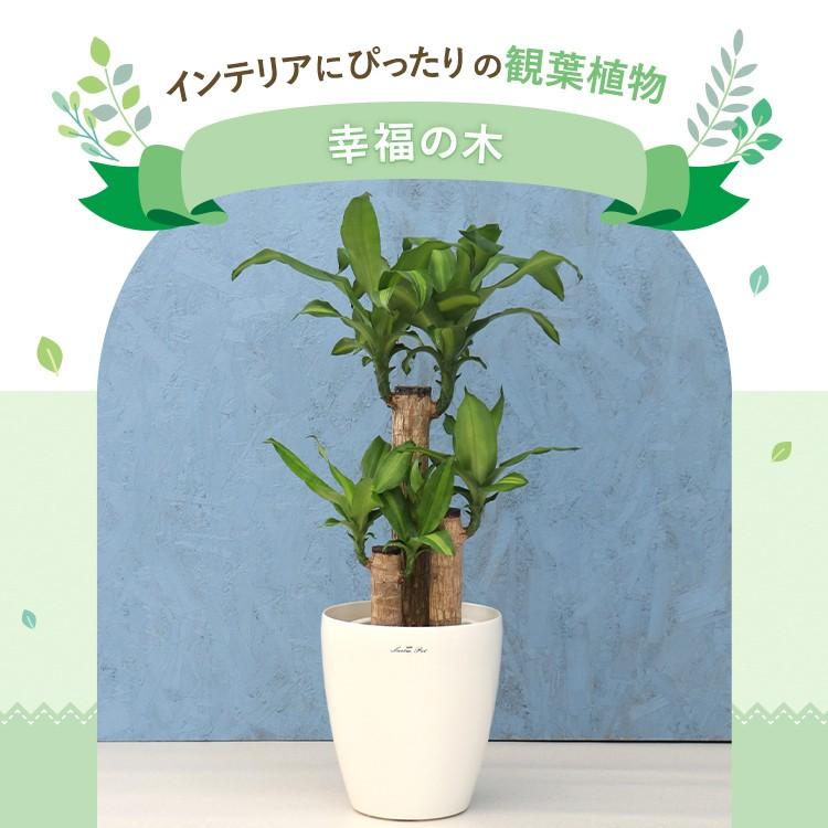 観葉植物 幸福の木 7寸プラスチック (鉢カバー) メーカー直送観葉植物