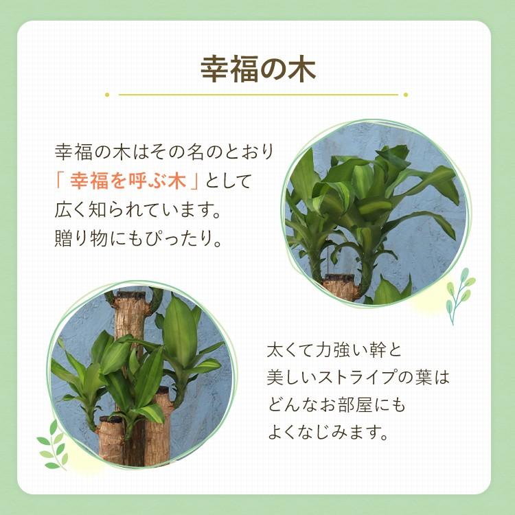 天目木の葉多用鉢高さ7㎝　直径7.5㎝　5個 観葉植物 幸福の木 7寸プラスチック (鉢カバー) メーカー直送観葉植物