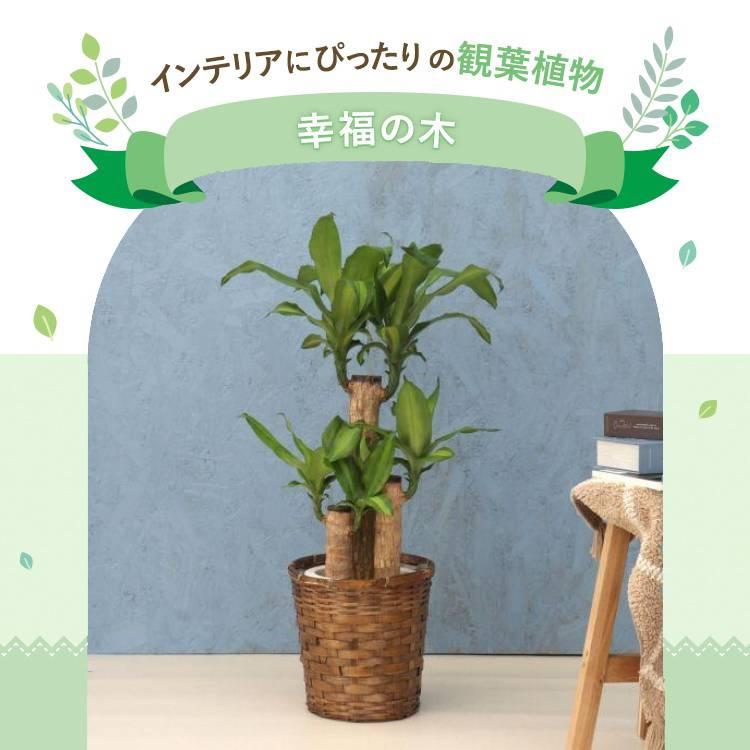 観葉植物 黒竹　高さ約130センチ　フデゴケ様 観葉植物 黒竹 高さ約130センチ フデゴケ様 観葉植物 黒竹 高さ約
