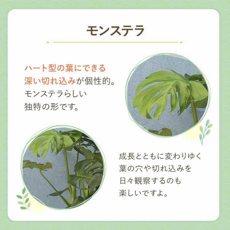 観葉植物 モンステラ 8寸角高陶器 メーカー直送観葉植物 mons08-001