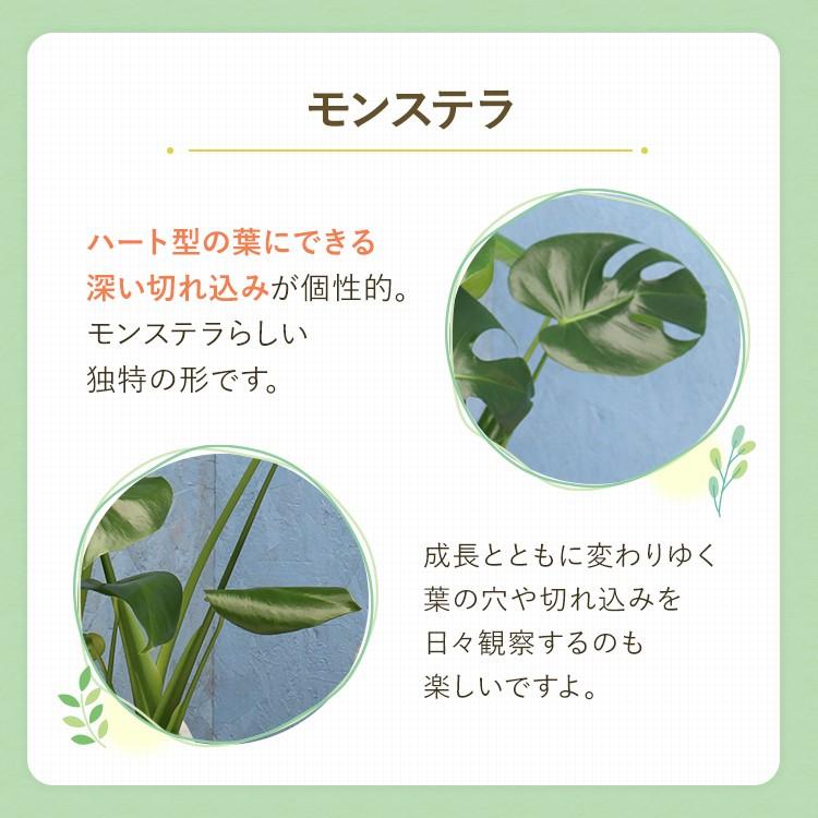 観葉植物 モンステラ 6寸角陶器 白 メーカー直送観葉植物 mons06-005
