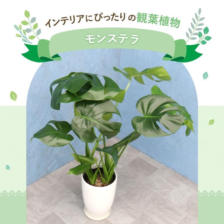 観葉植物 モンステラ 6寸丸陶器 白 メーカー直送観葉植物 mons06-006