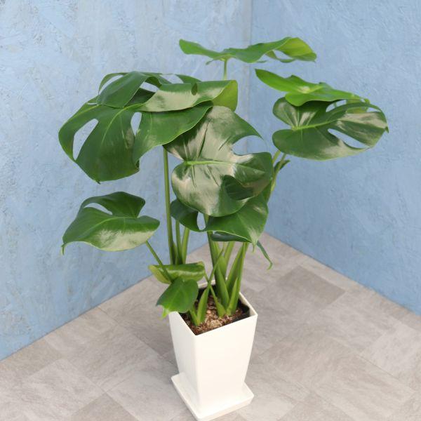 観葉植物 モンステラ 6寸角プラスチック 白 メーカー直送観葉植物