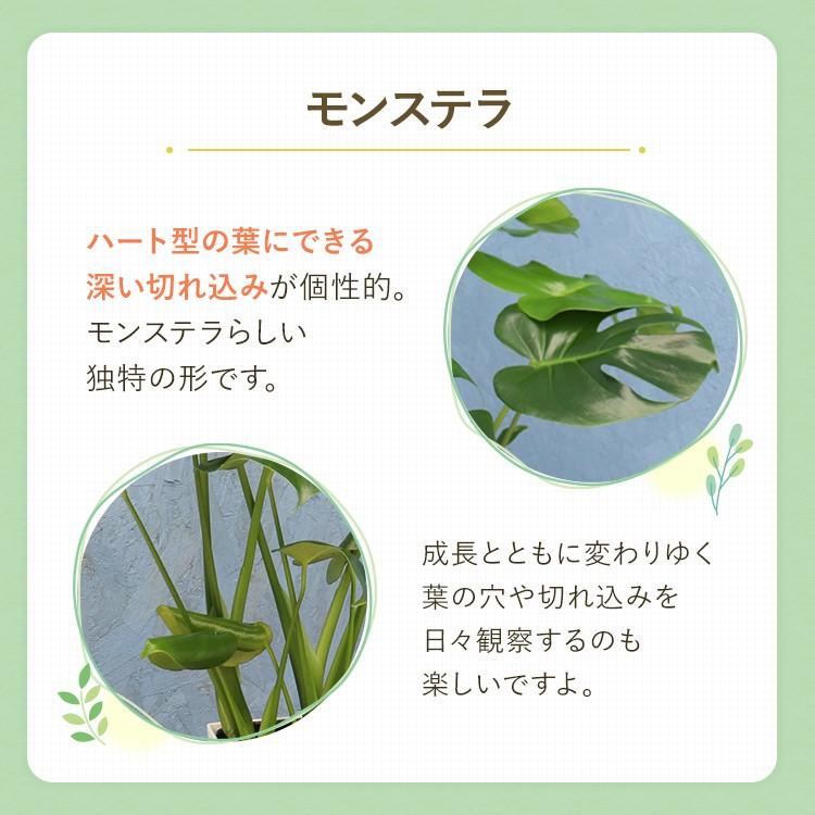 観葉植物 モンステラ 6寸角プラスチック 白 メーカー直送観葉植物