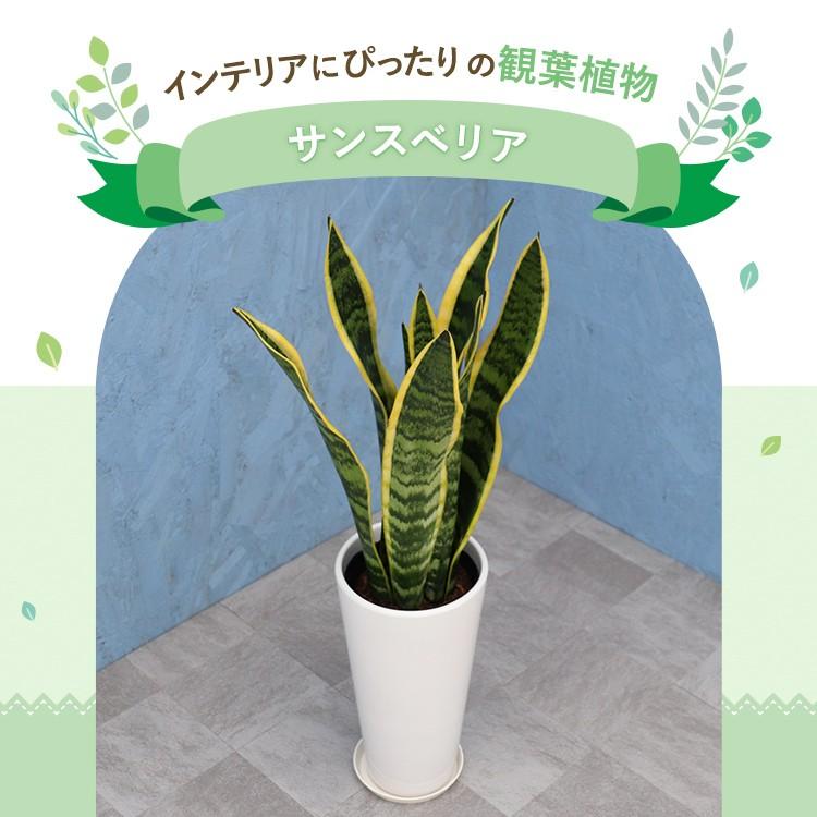 観葉植物 サンスベリア 6寸丸高陶器 白 メーカー直送観葉植物 sans06