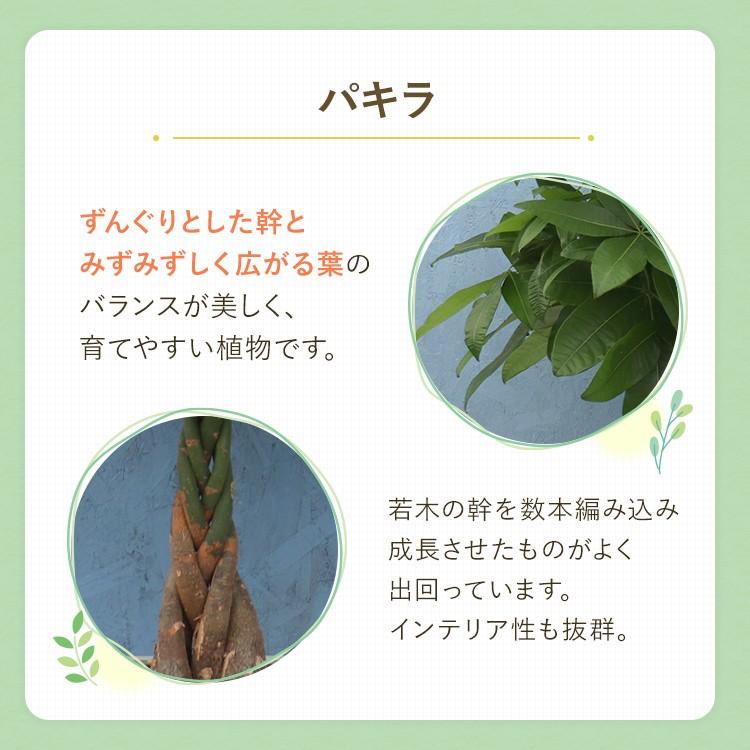 観葉植物 パキラ 8寸角陶器 白 メーカー直送観葉植物 pach08-003