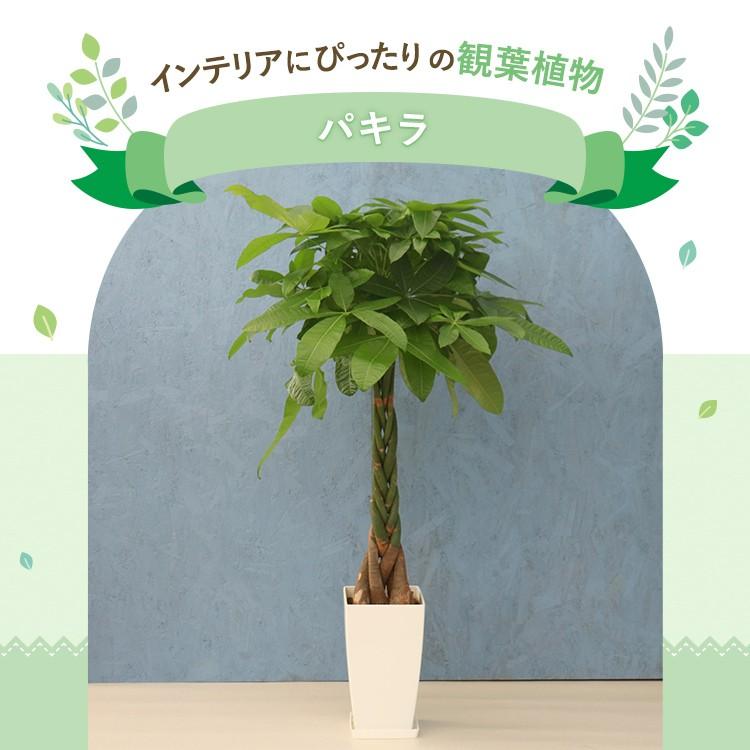 観葉植物 パキラ 8寸角プラスチック メーカー直送観葉植物 pach08-004