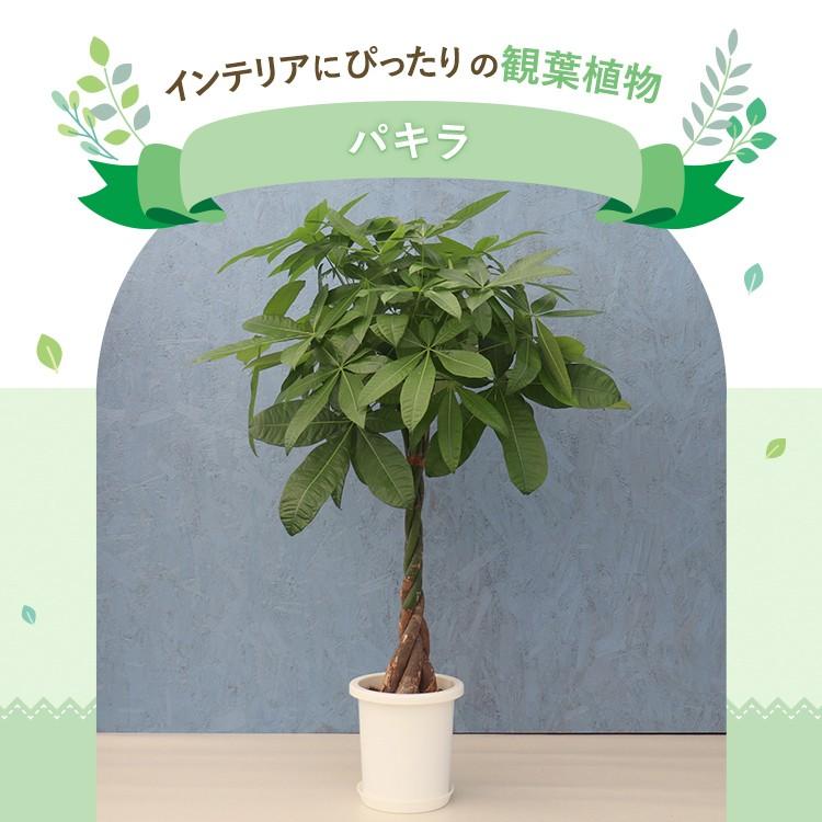 観葉植物 パキラ 8寸プラスチック メーカー直送観葉植物 pach08-006