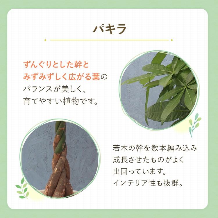 観葉植物 パキラ 8寸プラスチック メーカー直送観葉植物 pach08-006