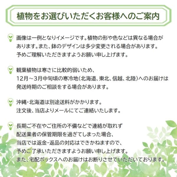 観葉植物 パキラ 8寸プラスチック メーカー直送観葉植物 pach08-006