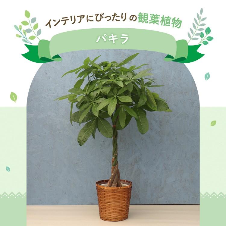 観葉植物 パキラ 8寸プラスチック (竹カゴ) メーカー直送観葉植物