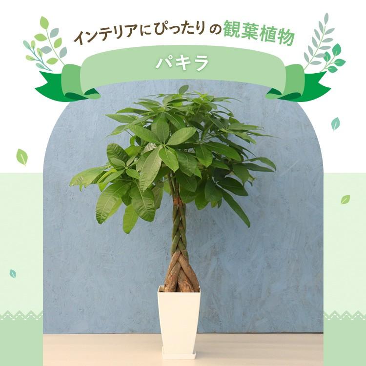 観葉植物 パキラ 7寸角プラスチック メーカー直送観葉植物 pach07-006