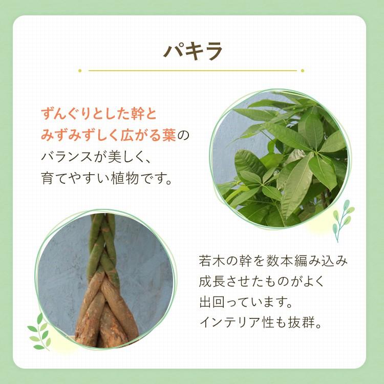 観葉植物 パキラ 7寸角プラスチック メーカー直送観葉植物 pach07-006