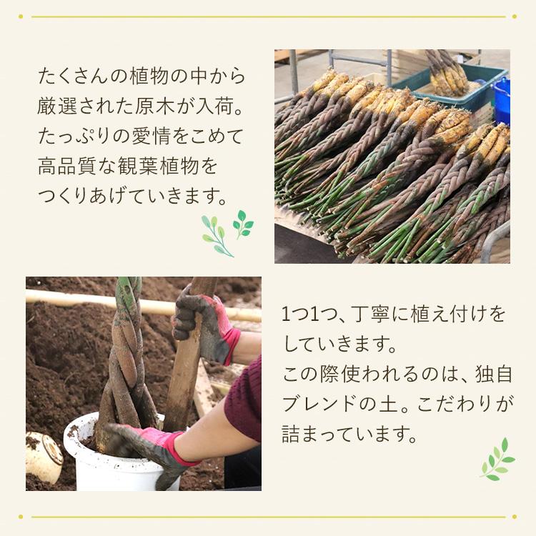 観葉植物 パキラ 7寸角プラスチック メーカー直送観葉植物 pach07-006