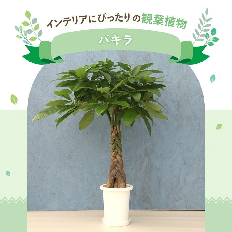 観葉植物 パキラ 7寸プラスチック メーカー直送観葉植物 pach07