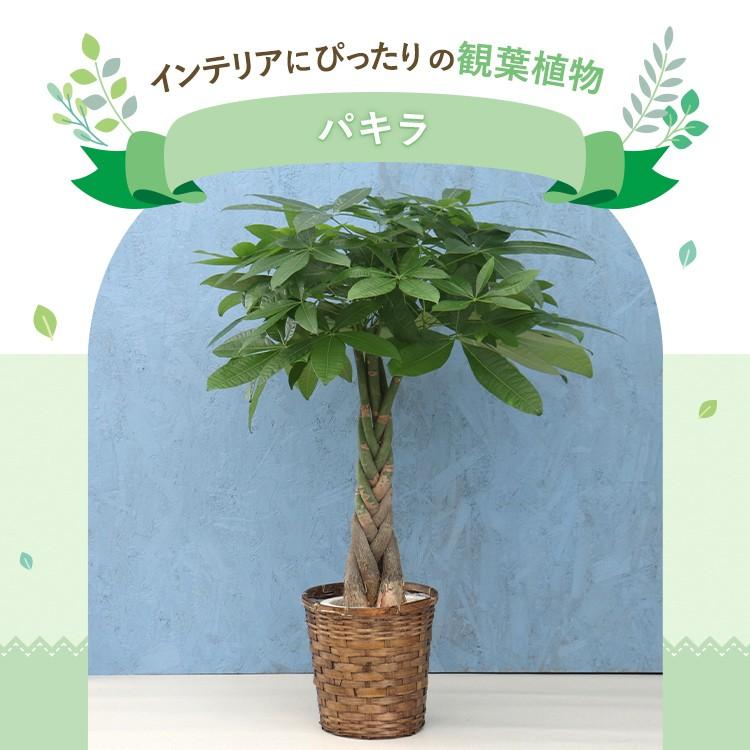 パキラページ♡ 観葉植物 パキラ 7寸プラスチック (竹カゴ) メーカー直送観葉植物