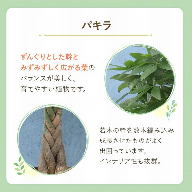 観葉植物 パキラ 7寸プラスチック (竹カゴ) メーカー直送観葉植物