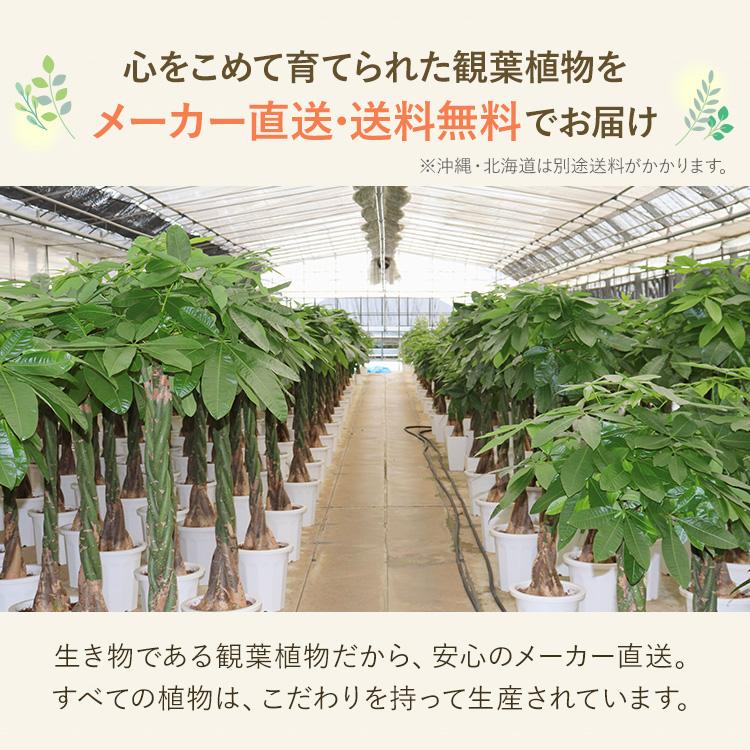 観葉植物 パキラ 7寸プラスチック (竹カゴ) メーカー直送観葉植物